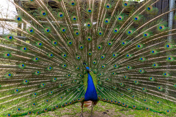 Naklejka premium Beautiful adult peacock showing his amazing colorful tail