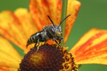 Macro shot of a Solitary Coelioxys bee with pollen on face on a yellow flower