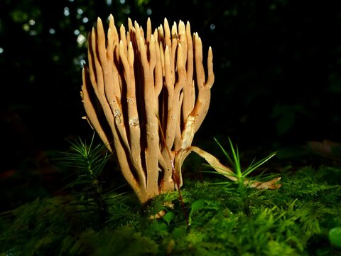Closeup shot of th Gomphaceae, coral fungus