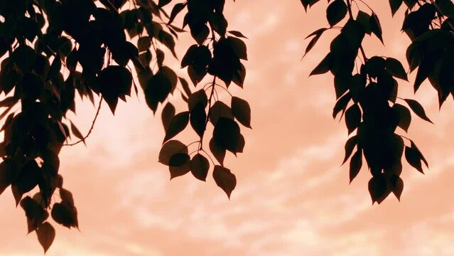 Tree leaves in beautiful sunset light