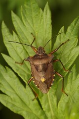 Vertical macro shot of Pentatoma rufipes shieldbug on a leaf