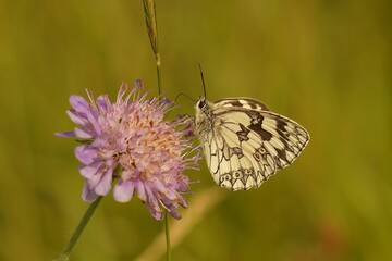 Beautiful Melanargia galathea butterfly on a purple flower