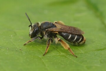 Macro shot of an Andrena wilkella on a leaf