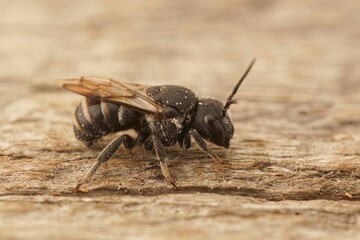 Macro shot of a Heriades bee on a wooden surface