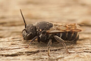 Macro shot of a Heriades bee on a wooden surface