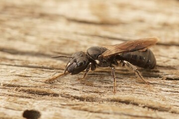 Macro shot of a Ceratina cucurbitina bee on a wooden surface