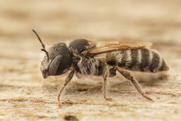 Macro shot of a Hoplitis bisulca solitary bee on a wooden surface