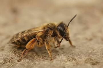 Macro shot of an Andrena flavipes female bee