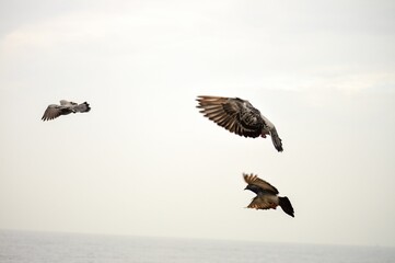 Pigeons in flight against a cloudy sky