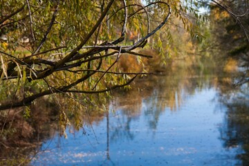 Fototapeta na wymiar Autumn trees reflected in a river