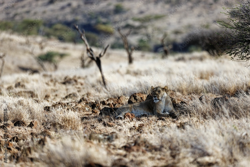 Poster Lioness lying on the grass in Lewa Conservancy, Kenya on a sunny day