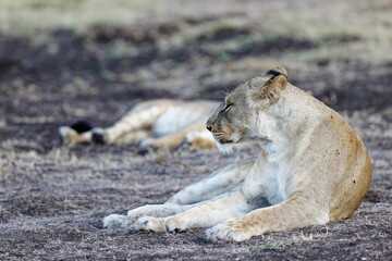 Lioness lying on the grass in Lewa Conservancy, Kenya on a sunny day with blur background