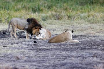 Male lion playing with two lying lioness on grass in Lewa Wildlife Conservancy, Kenya