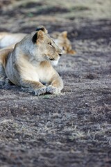 Lioness lying on the grass in Lewa Conservancy, Kenya on a sunny day