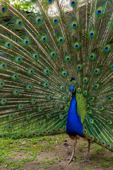 Fototapeta premium Beautiful adult peacock showing his amazing colorful tail
