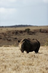 Black rhino walking on grass fields in Lewa Conservancy, Kenya with sunlight, vertical shot