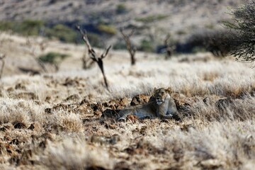 Lioness lying on the grass in Lewa Conservancy, Kenya on a sunny day