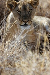 Lioness roaring in the grass looking sharp at the camera in Lewa Conservancy, Kenya