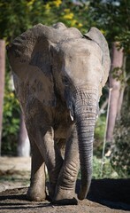 Fototapeta premium Vertical shot of a big gray elephant (Loxodonta) on the blurred background during the daytime