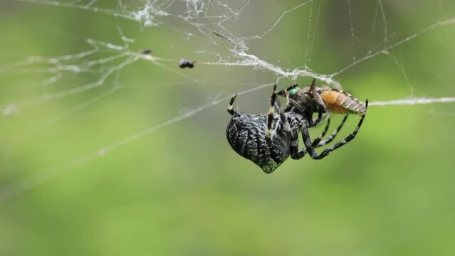 Big black and white spider caught a gadfly in its web