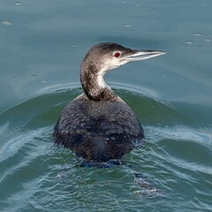 Closeup shot of a black Common Loon (Gavia immer) swimming in the waters during the daytime