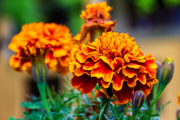 Close up of Amazing colorful Marigold flowers or Tagetes erecta.