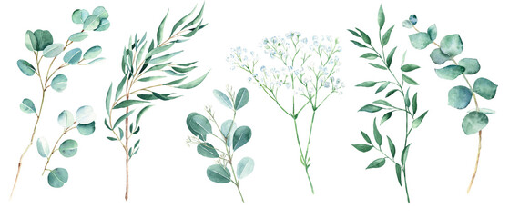 Green eucalyptus, pistachio and gypsophila branches isolated on white background. Willow, silver dollar, true blue, baby and seeded eucalyptus. Watercolor greenery set.