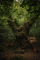 Vertical shot of an old huge tree growing in a forest