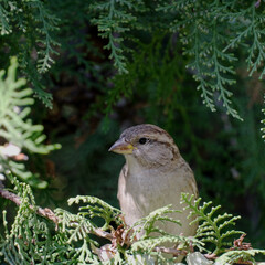 Eurasian tree sparrow Passer montanus , a small brown bird sitting on a branch of a coniferous tree.A little songbird is looking for some food. A wild scene from nature. A branch overgrown with moss.