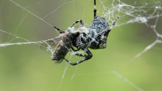 Big black and white spider caught a gadfly in its web