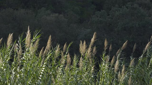 Cannes de Provence (arundo donax) avec leurs plumeaux dans un vent l&eacute;ger et une nu&eacute;e d'insectes
