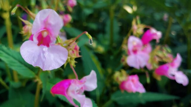 Closeup of beautiful pink flowers in a garden