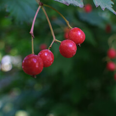 Tree branch with colorful autumn leaves and red berries close-up. Autumn background. Beautiful natural strong blurry background with copyspace.