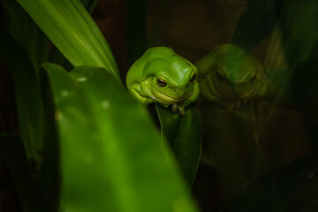 Australian Wildlife at Sydney Zoo