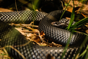 Australian Wildlife at Sydney Zoo