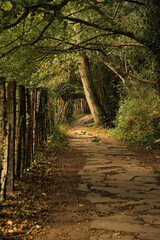 Paved path surrounded by wood, trees and vegetation.