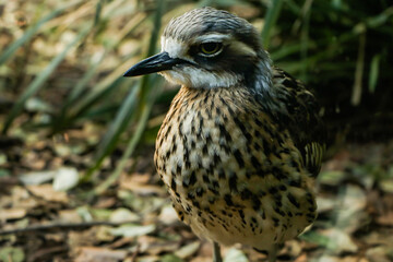 Australian Wildlife at Sydney Zoo