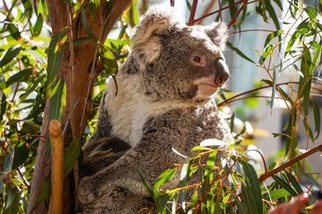 Fototapeta na wymiar Koala Bear at Wildlife Zoo in Sydney, Australia 