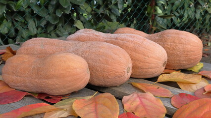zucca violina, cucurbita moschata