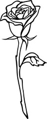 black contour drawing of a large rose flower on a white background, isolated element, decor
