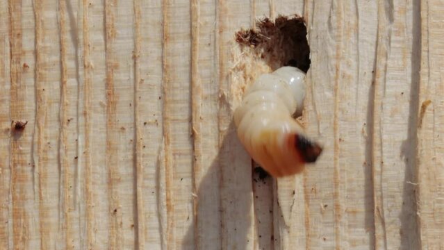 A closeup shot of bark-beetle larva  