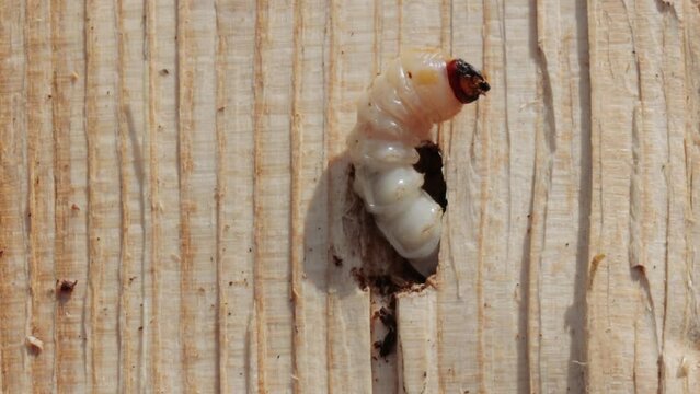 A closeup shot of bark-beetle larva  