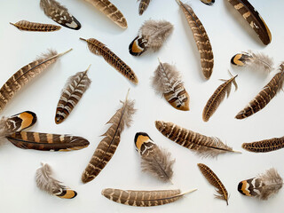 Close-up pheasant feathers composition on white background