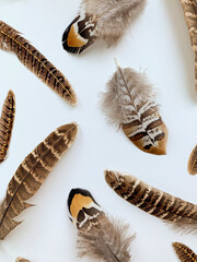 Close-up pheasant feathers composition on white background