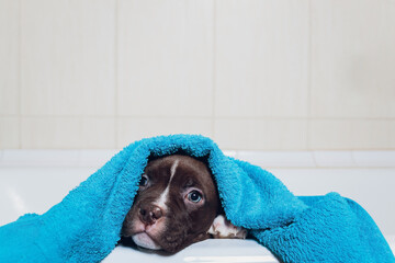 American Bully bathing, Pitbull, dog cleaning, dog wet a bath turquoise towel.