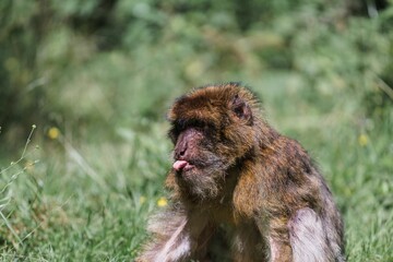 Closeup shot of a cute monkey in a field