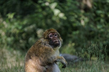 Closeup shot of a cute monkey in a field
