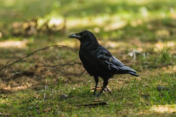 Closeup shot of a common blackbird in its natural habitat