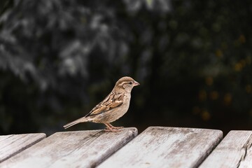 Closeup shot of a sparrow on a wooden surface