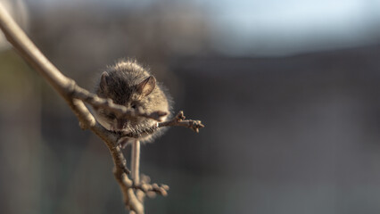 little grey mouse sitting on a branch